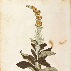 Mullein - Verbascum Thapsus (Verbasco candidum mas) by Leonhart Fuchs from De historia stirpium commentarii insignes (Notable Commentaries on the History of Plants), colored engraving, 1542