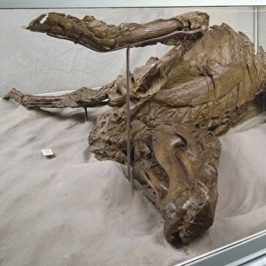 Mummified Edmontosaurus Dinosaur Fossil on sand