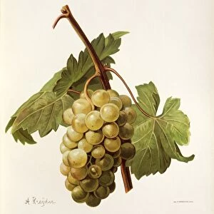Muscat Regnier grape, illustration by A. Kreyder