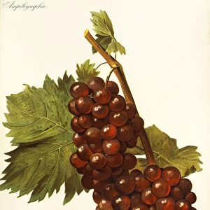 Muscat Rouge de Madere grape, illustration by A. Kreyder