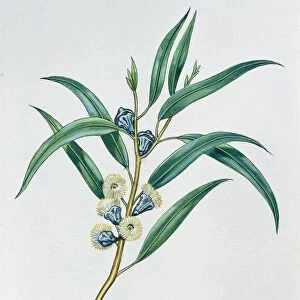 Myrtaceae, Leaves and flowers of Tasmanian Blue Gum Eucalyptus globulus, illustration