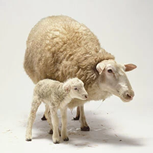 Newborn lamb, 1 day old, long slender legs, cream coloured woolly coat, pink ears drooping, standing beside mother, ewe has very thick woolly coat, small pink ears, pink nose with large nostrils, angled front view