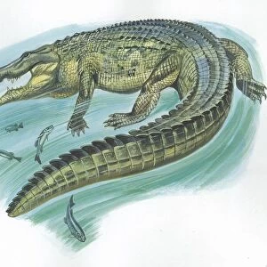 Nile crocodile Crocodylus niloticus catching fish, illustration