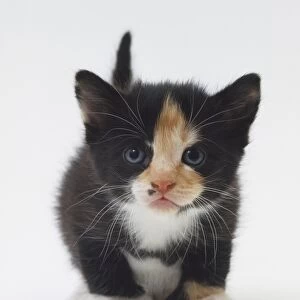 Non-pedigree black and white cat with ginger markings on face