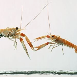 Two Norway lobsters (Nephrops norvegicus) facing each other