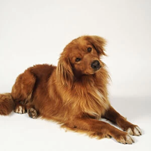 Nova scotia duck tolling retriever lies comfortably with its head tilted slightly to one side