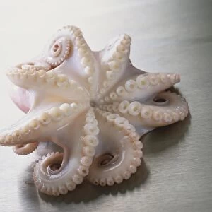 Octopis vulgaris, raw Octopus, view from below
