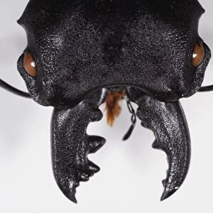Odontolabis cuvera (Stag Beetle) head, eyes and mandible, extreme close-up