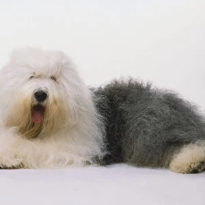 Old English Sheepdog (Canis familiaris) lying down, head turned towards camera, side view