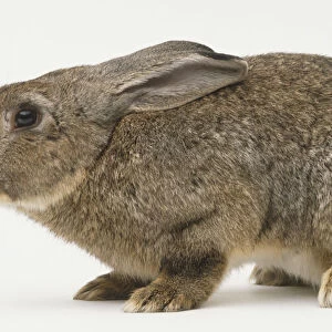 Oryctolagus cuniculus, European Wild Rabbit