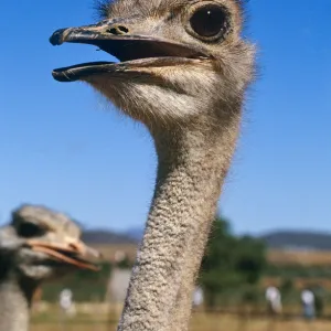 Ostrich, Oudtshooorn, Western Cape