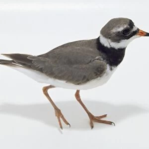 Side / overhead view of a Common Ringed Plover with head in profile, showing the orange bill, white neck ring with black plumage underneath, brown wings, the white underside just visible, and long legs for running