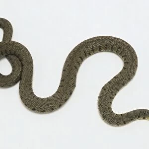 Overhead view of a Grass Snake, identifiable by the distinctive orange collar and pair of black crescents immediately behind it. The body has dark crossbars down the flanks and the body has heavily keeled, olive-green scales