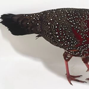 Side overhead view of a Satyr Tragopan, with distinctive, spotted plumage, and head in profile