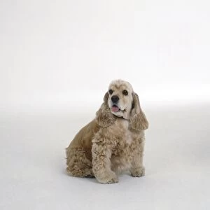 Overweight, light brown, curly haired dog, panting