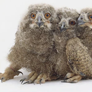 Three owlets, one being squashed between the other two