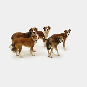 Pack of five mongrel dogs, facing forward