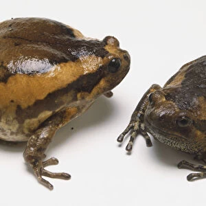Pair of Asian Painted Frogs (Kaloula pulchra)