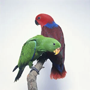 Pair of Eclectus parrots (Eclectus roratus), red and blue female and green male, perching side by side on a branch, side view