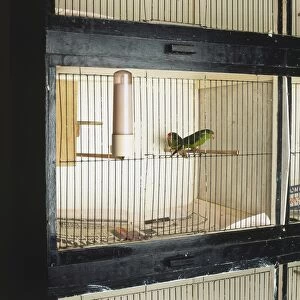 Pair of small parrots in a cage