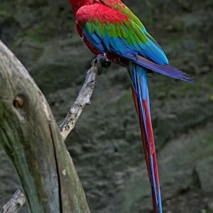 Parrot. Ara Chloroptera. Zoo of Prague