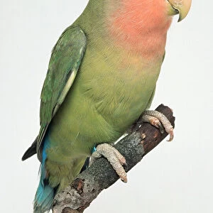 Peach Faced Lovebird Parakeet - Side View