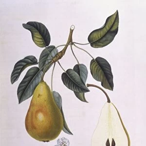Pear Belle de Bruxelles Henry Louis Duhamel du Monceau, botanical plate by Pierre Jean Francois Turpin