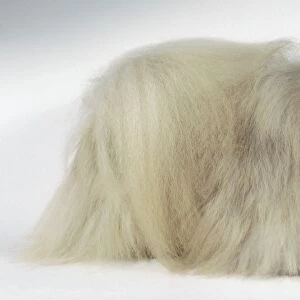 A Pekingese dog with a dark-colored face and long whitish-brown hair cascading to its feet, standing