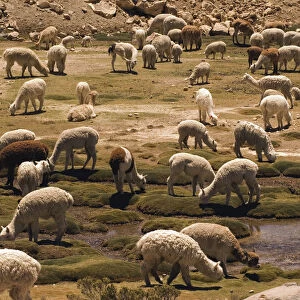 Peru, Colca Canyon, Salinas Y Aguada Blanca National Reserve, llamas and alpacas grazing together in marshland