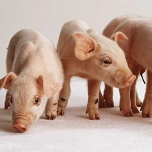 Four piglets standing, front view