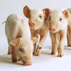 Four Piglets (Sus Scrofa Domestica) standing side by side, front view