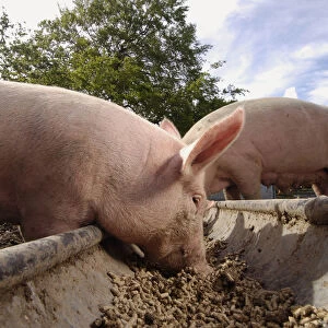 Two pigs eating from trough
