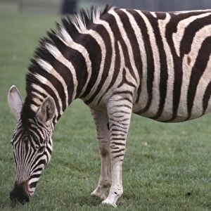 Plains Zebra (Equus quagga) grazing on lush greass