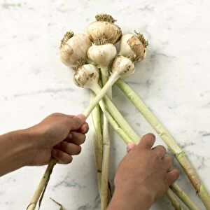 Plaiting garlic bulbs