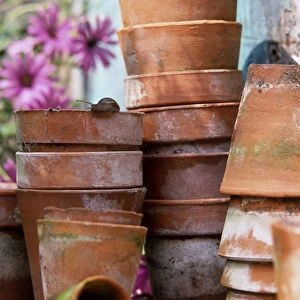 Plant pots piled high one inside another, with a garden snail peering over the top of one of the pots