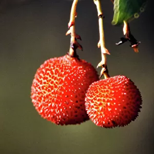 Plant, Strawberry tree, arbutus fruits