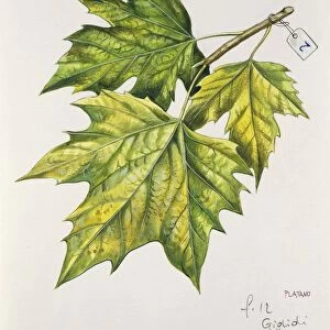 Platanaceae, Leaves of Planes Platanus, illustration