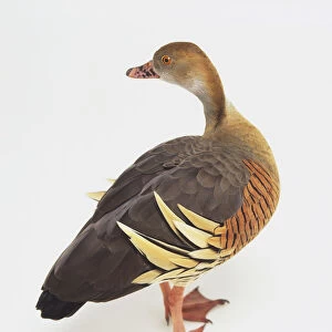 Plumed Whistling Duck (Dendrocygna eytoni) twisting its neck backwards, side view
