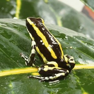 Poison Dart Frog, black and vivid yellow stripes, sitting on green leaf, angled rear view