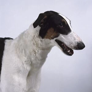 Polish Greyhound, head in profile