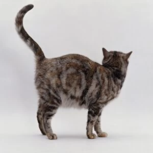 Pregnant tortie-tabby cat showing natural coat pattern