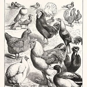 Prize Winners at the Crystal Palace Poultry Show, London, Engraving 1876, Uk, Britain