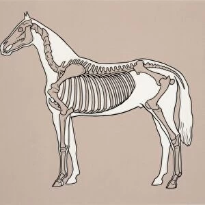 Side profile of a horse skeleton