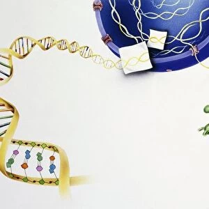Protein synthesis, drawing