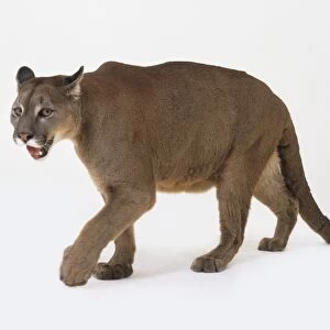 Puma (Felis concolor) walking, side view