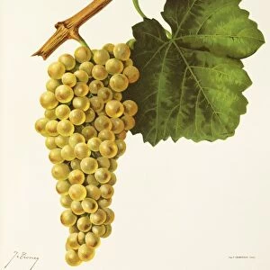 Putzscheere grape, illustration by J. Troncy