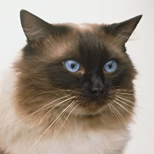 Ragdoll cat with blue eyes, close up