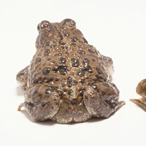Rear view of European Green Toad (Bufo viridis) and European Common Frog (Rana temporaria)