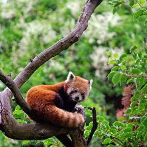 Red Panda Or Lasser Panda. Ailurus Fulgens