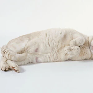 Red Tipped British shorthaired cat lying on its side, showing white underparts and tipping tail
